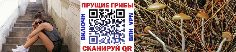 Галлюциногенные грибы Psilocybe  даркнет сайт  Грозный 